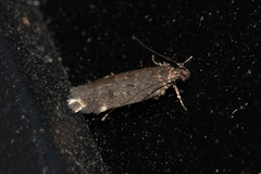 Chionodes lophosella