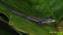 Takydromus wolteri