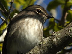 Muscicapa adusta adusta