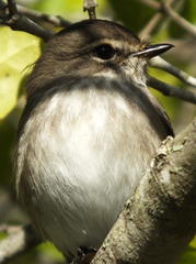 Muscicapa adusta adusta