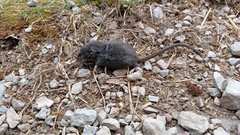 Sorex alpinus