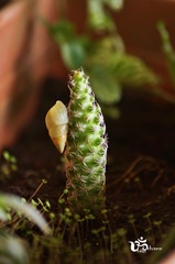 Drymaeus sulphureus