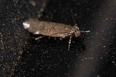 Chionodes lophosella