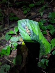 Xiphiola cyanoptera