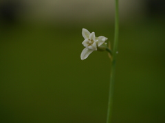 Dipcadi montanum