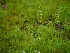 Dipcadi montanum