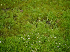 Dipcadi montanum