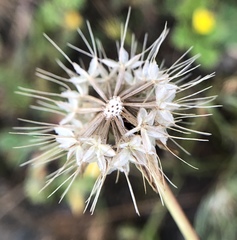 Microseris douglasii