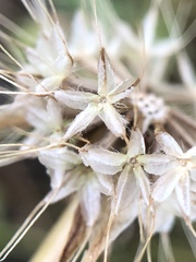 Microseris douglasii