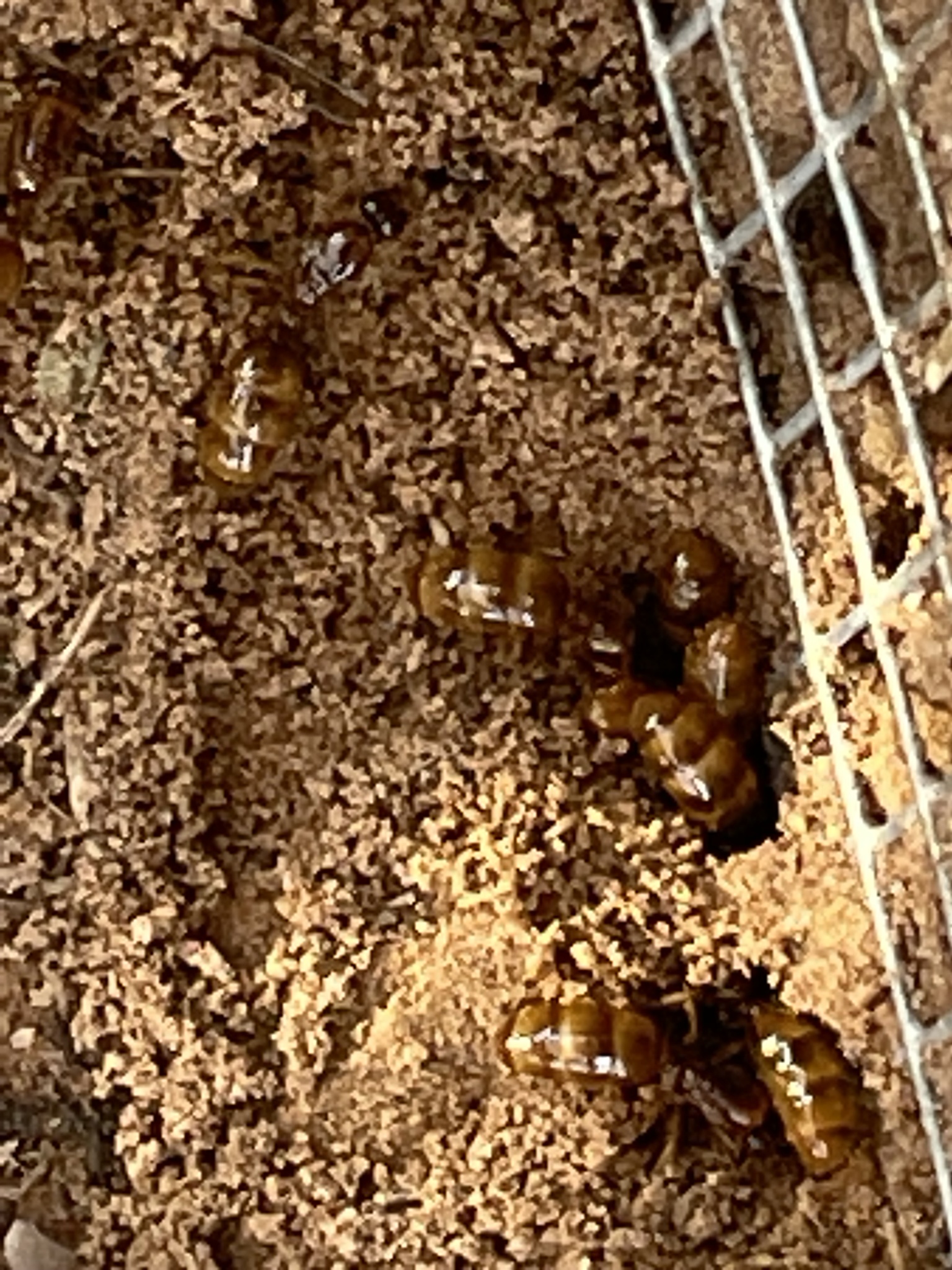 Dolopomyrmex pilatus