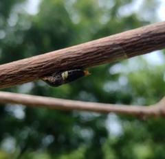 Homalodisca ichthyocephala