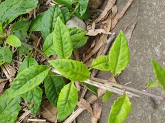 Gynura bicolor