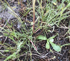 Microseris douglasii