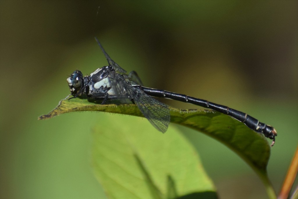 Grappletail