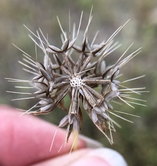 Microseris douglasii