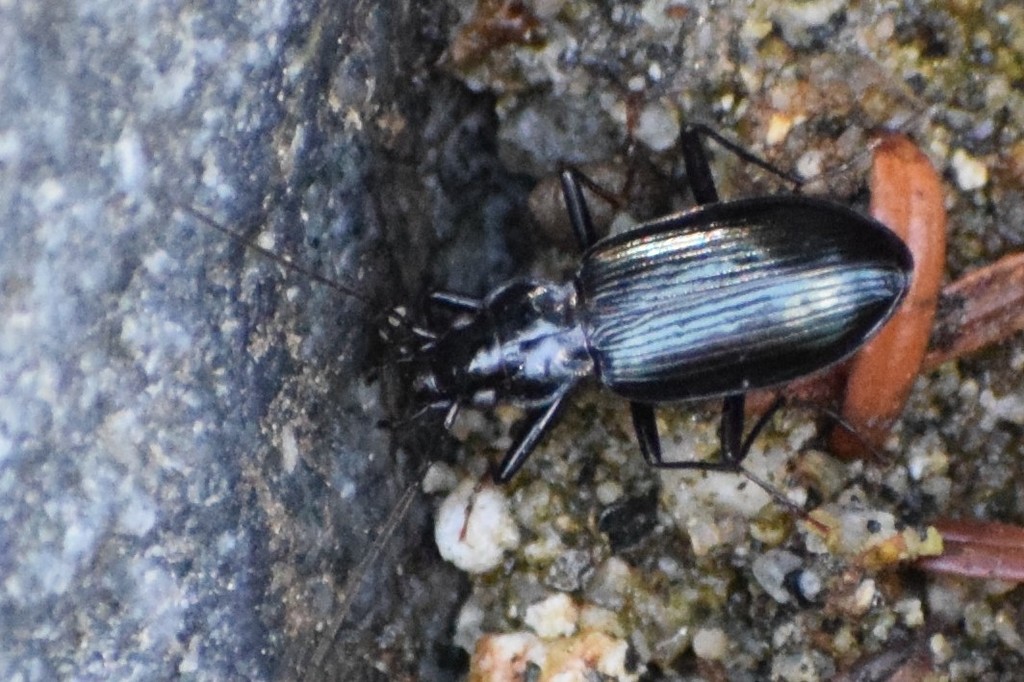 Alps Ground Beetle