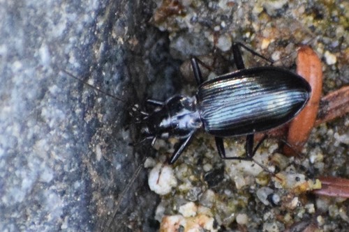 Alps Ground Beetle