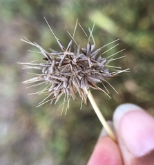 Microseris douglasii