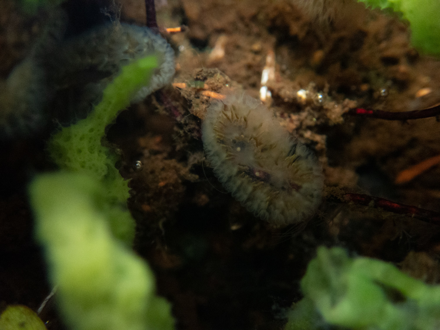 Cristatella mucedo Cuvier, 1798
