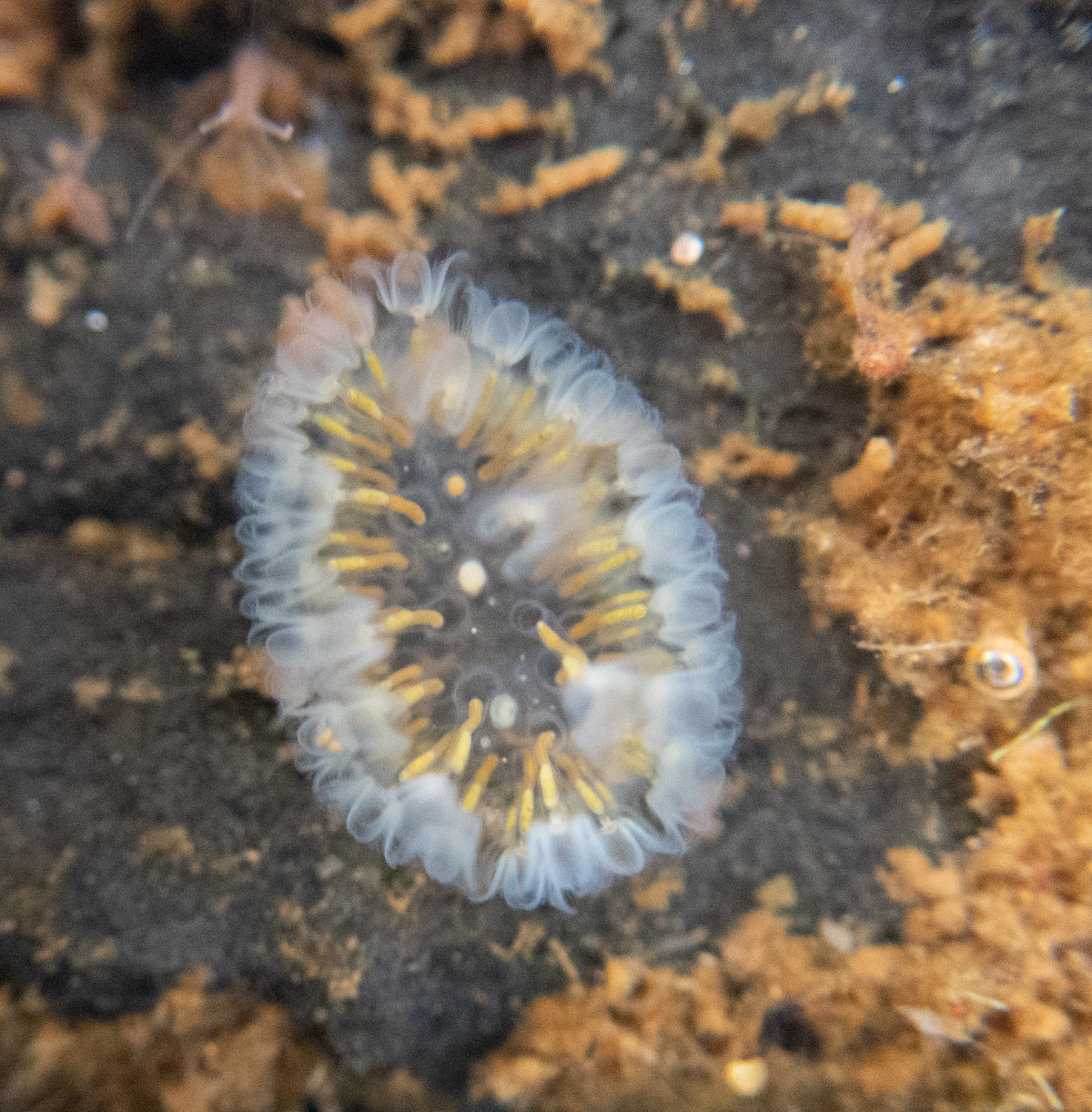 Cristatella mucedo Cuvier, 1798