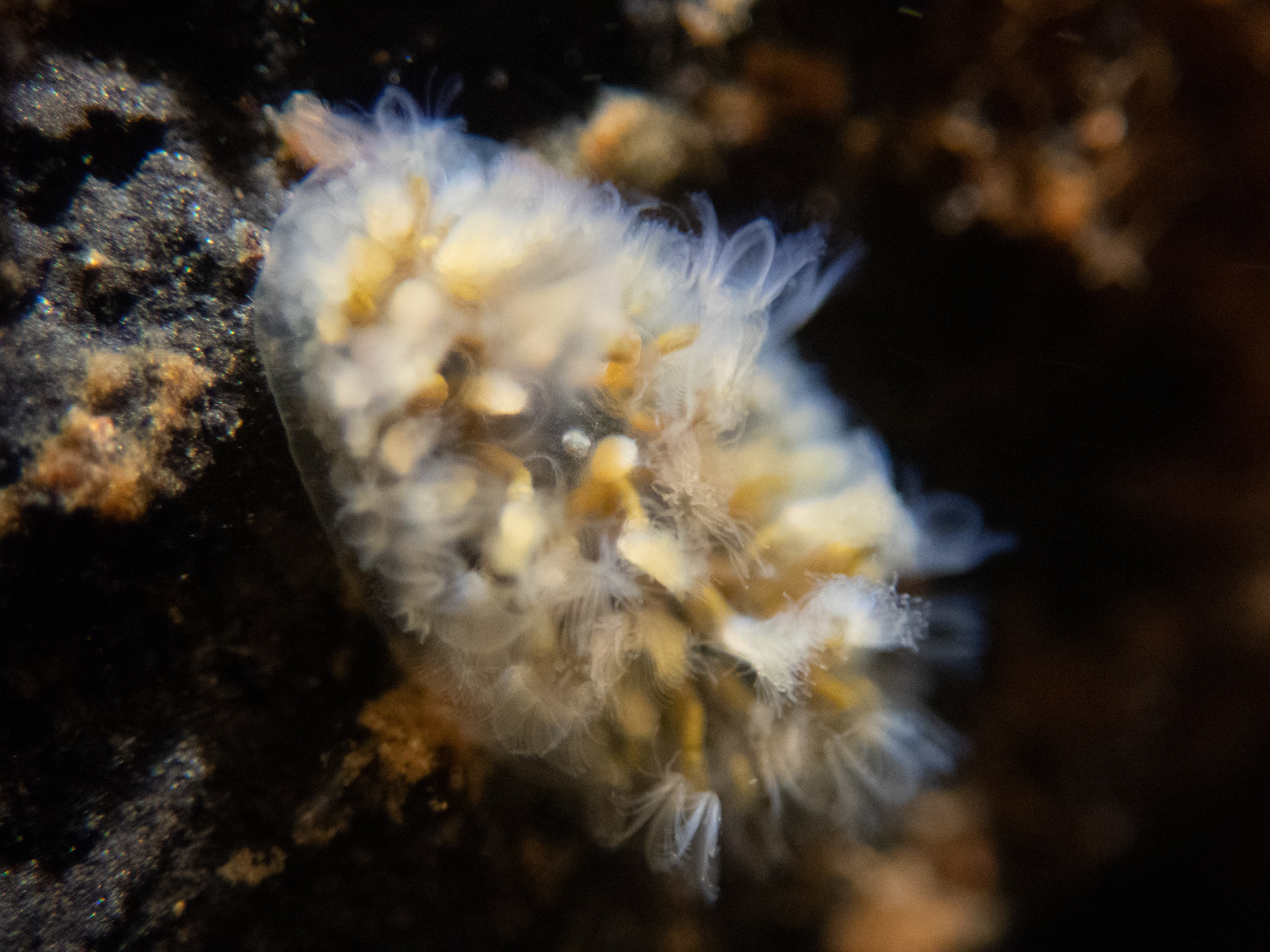 Cristatella mucedo Cuvier, 1798