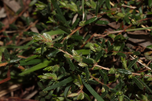Hairy Guinea-flower (Hibbertia hirsuta)