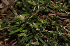 Hibbertia hirsuta