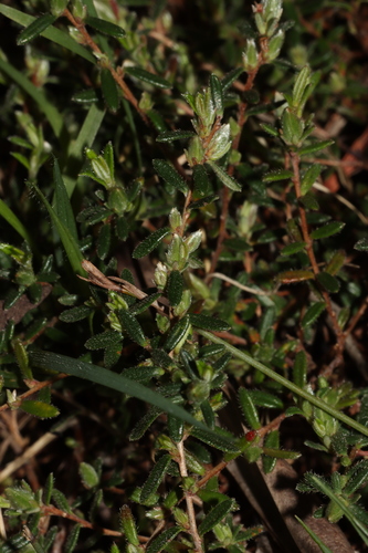 Image of Hibbertia hirsuta by (c) Tim Hammer, some rights reserved (CC BY)