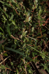 Hibbertia hirsuta