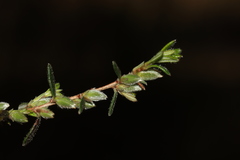 Hibbertia hirsuta