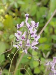 Trigonocapnos lichtensteinii