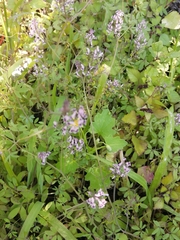 Trigonocapnos lichtensteinii