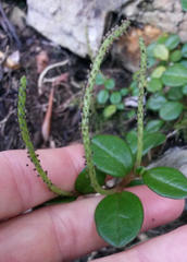 Peperomia retusa