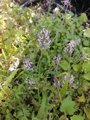Trigonocapnos lichtensteinii