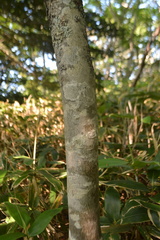 Fraxinus lanuginosa