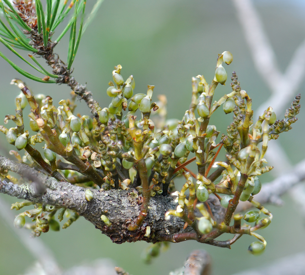 Hemlock Dwarf-mistletoe