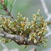 Hemlock Dwarf-Mistletoe - Photo (c) Tab Tannery, some rights reserved (CC BY-NC-SA)