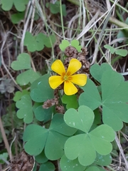 Oxalis suksdorfii