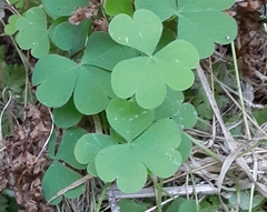Oxalis suksdorfii