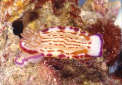 Hypselodoris fucata