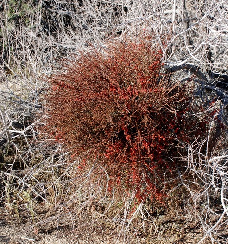 Mesquite Mistletoe