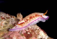 Hypselodoris fucata