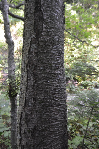 Betula maximowicziana iNat (1)