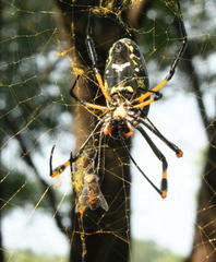 Trichonephila senegalensis annulata