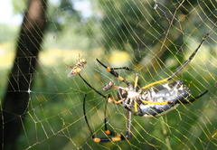Trichonephila senegalensis annulata