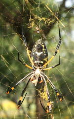 Trichonephila senegalensis annulata