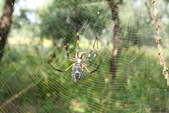 Trichonephila senegalensis annulata