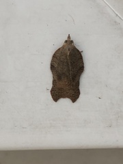 Acleris emargana