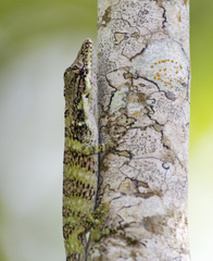Anolis solitarius
