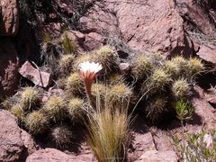 Trichocereus candicans